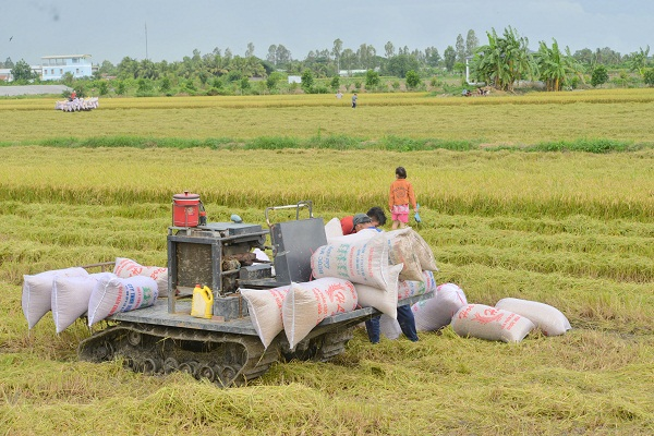 Cần Thơ: Nông dân lo lắng vụ Hè thu thiệt hại kép (14/07/2021)